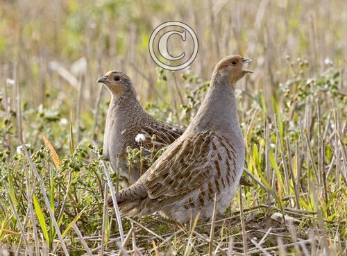 Pair of Grey Partridge 2 DM0190